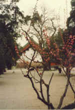 China009.JPG (49731 Byte)