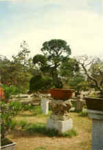China703.jpg (42396 Byte)