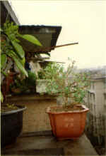 China856.jpg (34093 Byte)