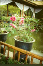 China917.jpg (52480 Byte)