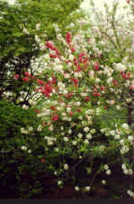 China927.jpg (68849 Byte)