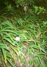 China935.jpg (58506 Byte)