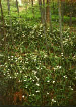 China938.jpg (65128 Byte)