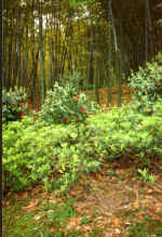 China940.jpg (76107 Byte)